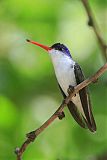 Violet-crowned Hummingbirdborder=